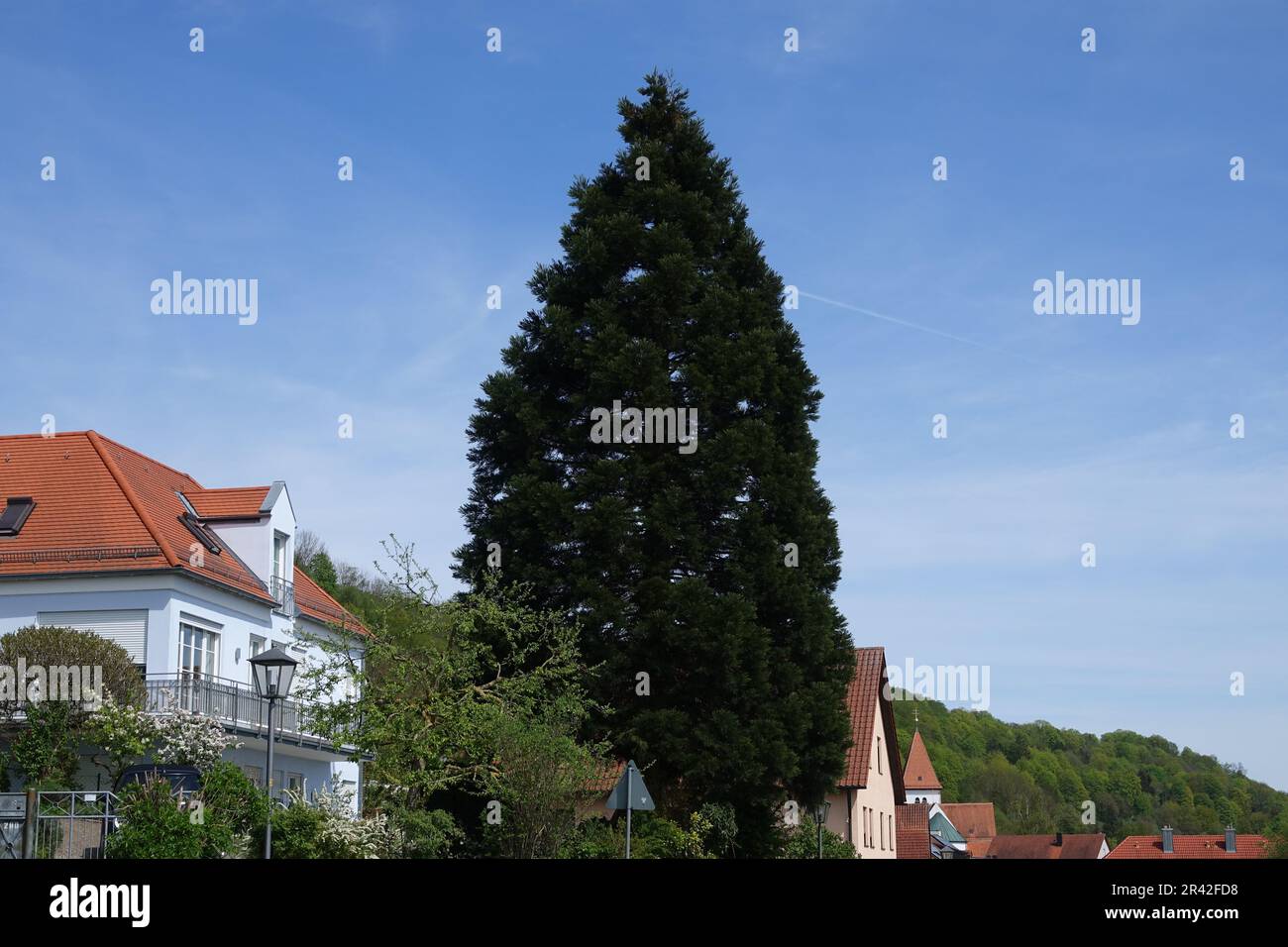 Sequoiadendron giganteum, Redwood tree Stock Photo