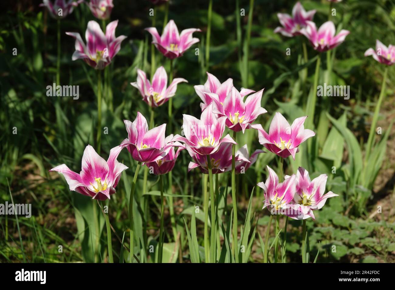Tulipa Ballade, Lilienbluetige Tulpe, lilyflowering tulip Stock Photo