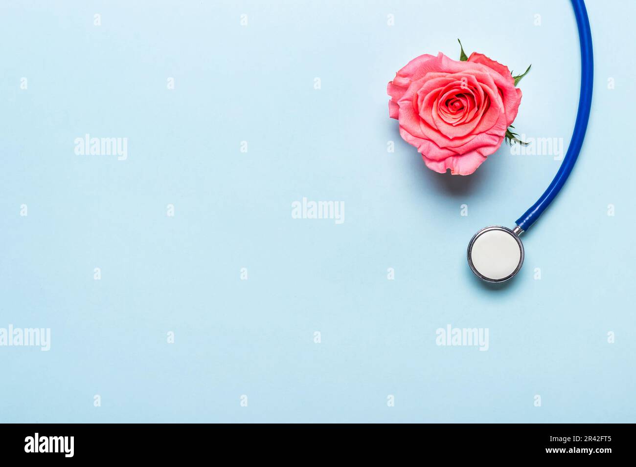 Beautiful rose heart and stethoscope on blue background. Thank you doctor and nurse day concept Stock Photo