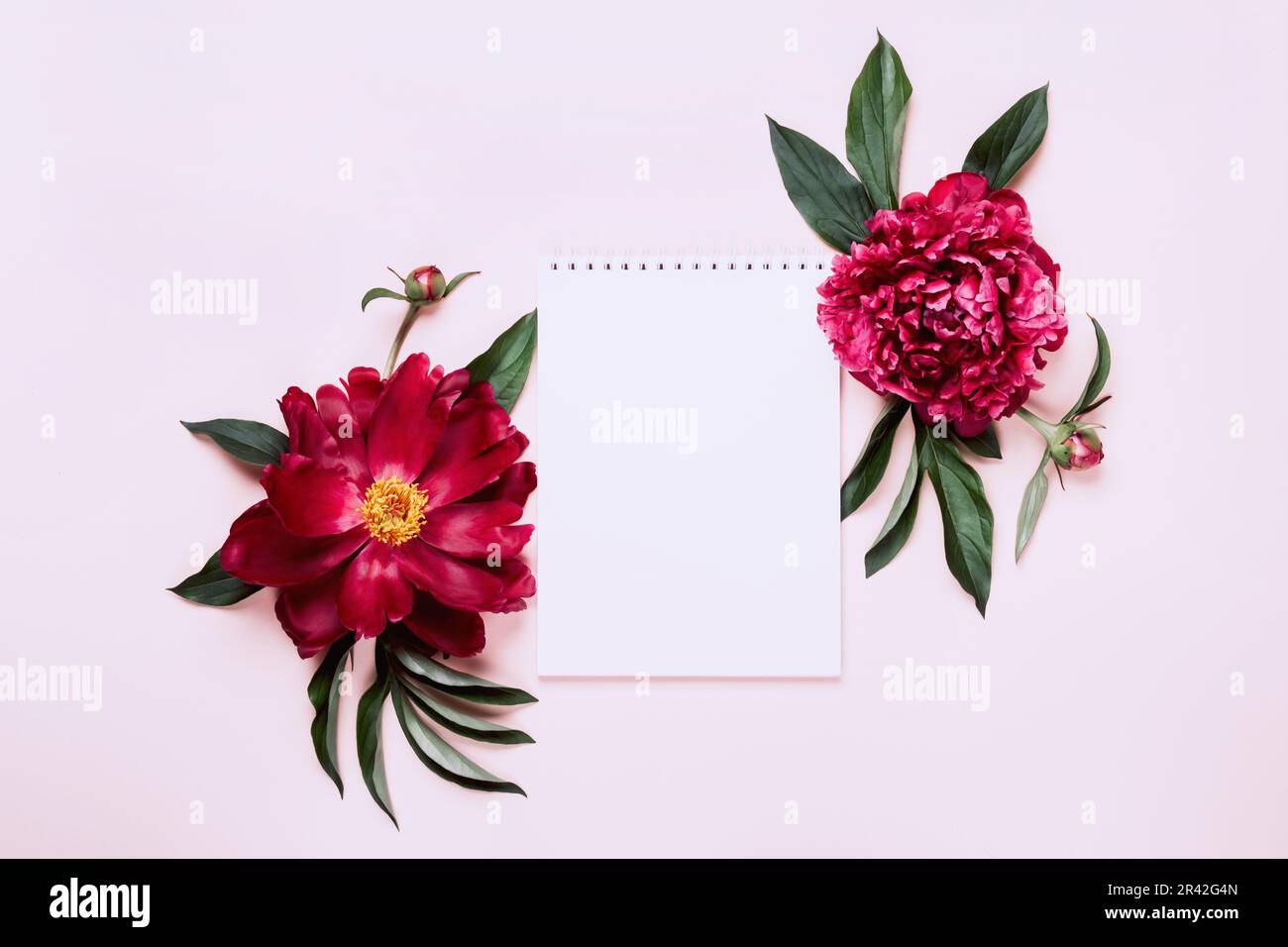 Beautiful peonies and notebook. White Floral background, copy space Stock Photo