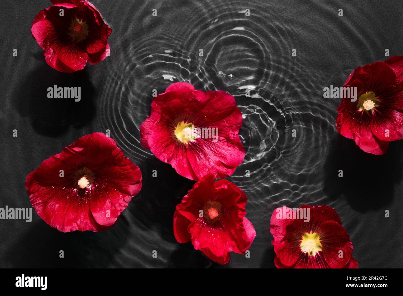 Mallow flowers in black water background with concentric circles and ripples. Natural beauty Spa concept, Copy space Stock Photo