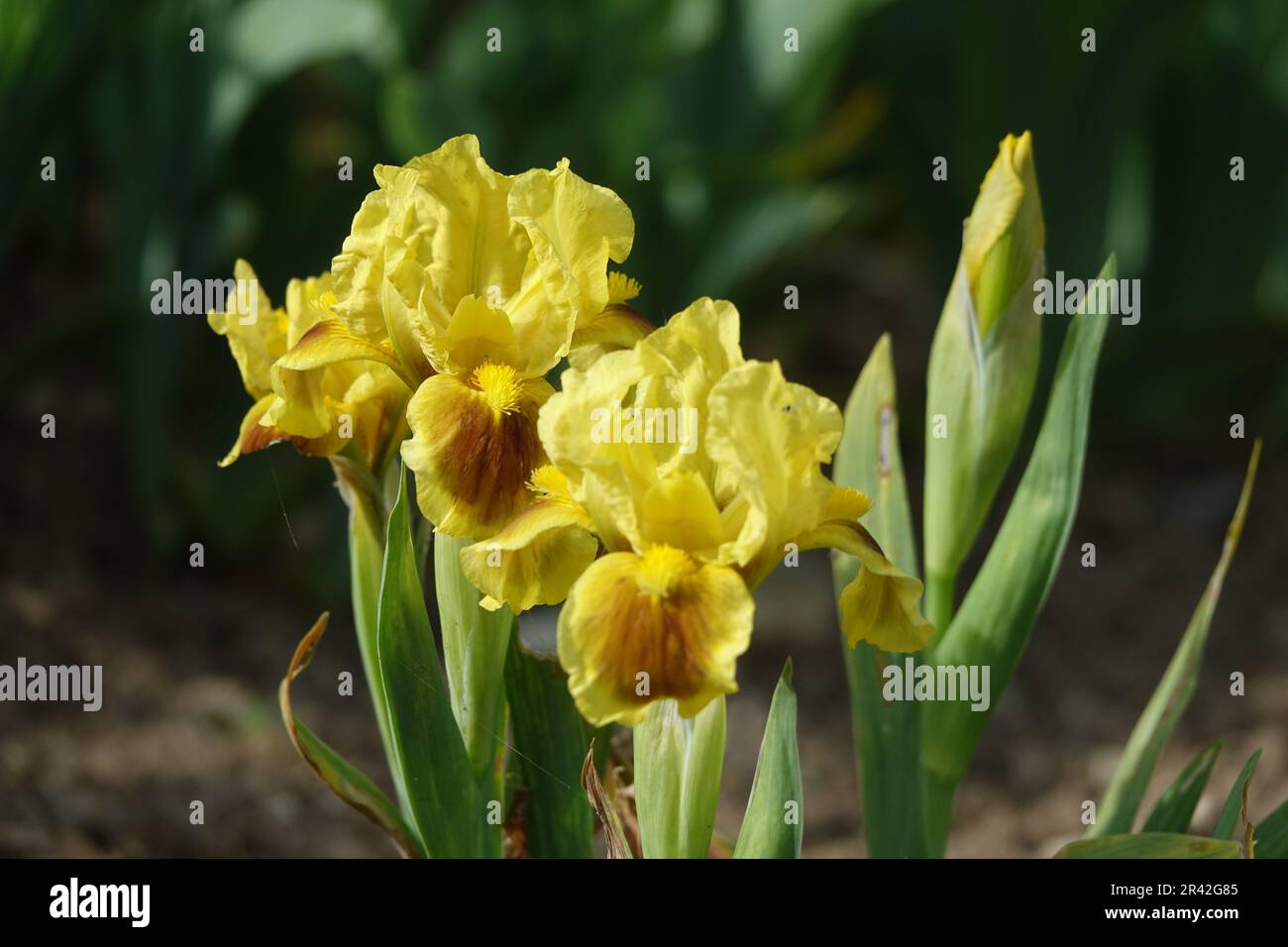 Iris lutescens, Crimean iris Stock Photo
