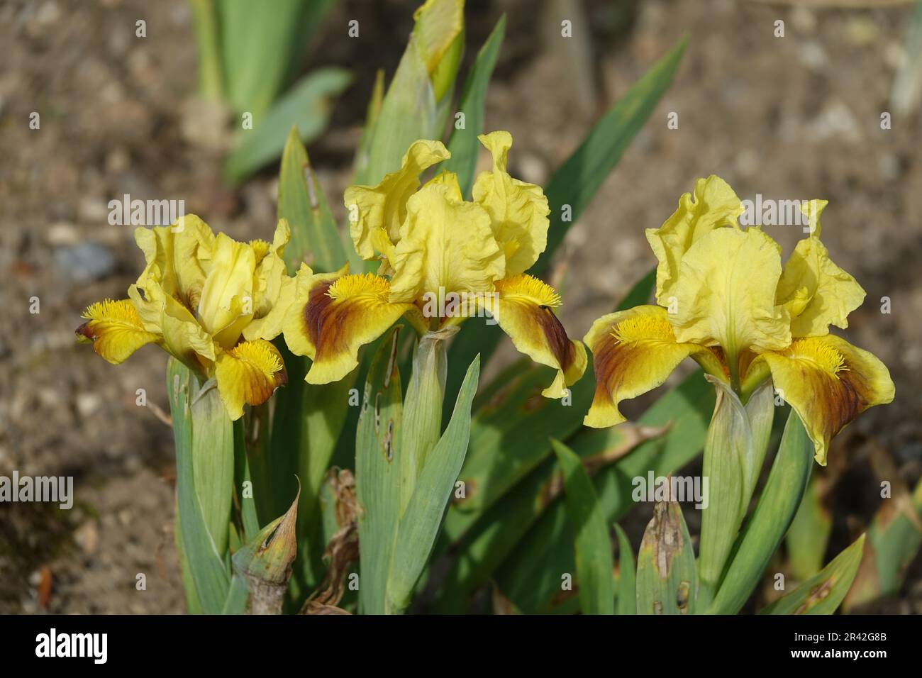 Iris lutescens, Krim-Iris, Crimean iris Stock Photo
