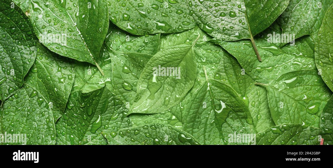 Beautiful nature and ecology hi-res stock photography and images - Alamy