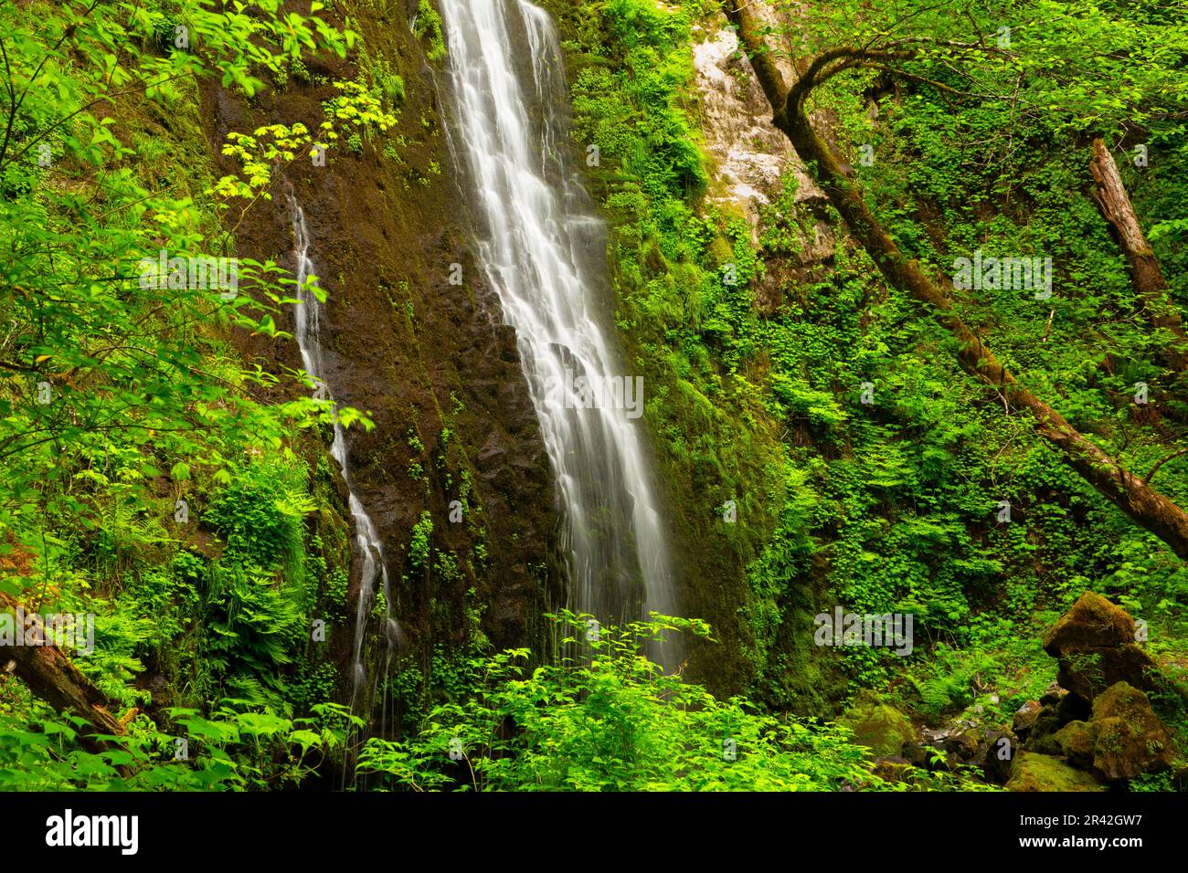 Pheasant Creek Falls from Niagara Falls Trail, Siuslaw National Forest, Oregon Stock Photo