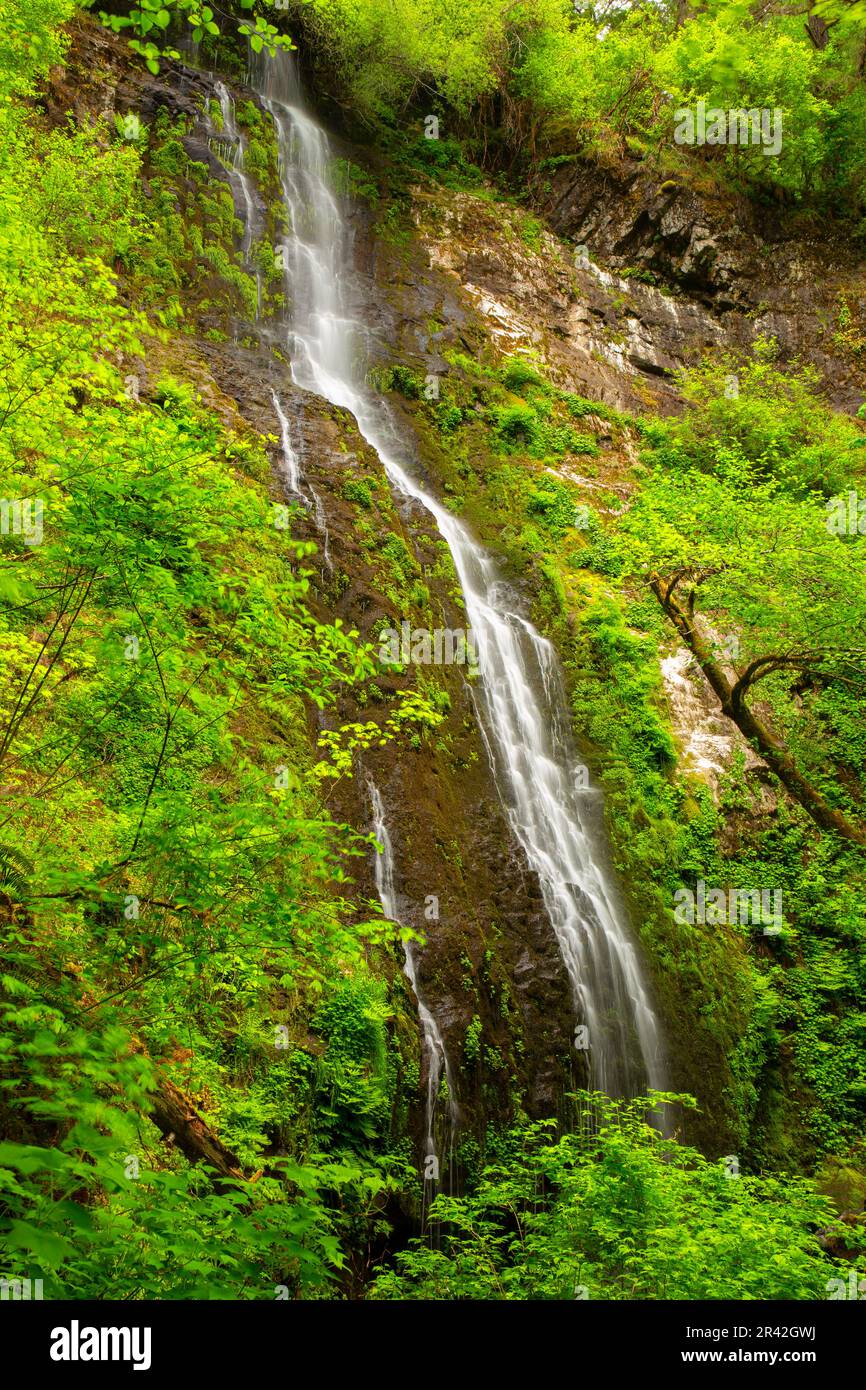 Pheasant Creek Falls from Niagara Falls Trail, Siuslaw National Forest, Oregon Stock Photo