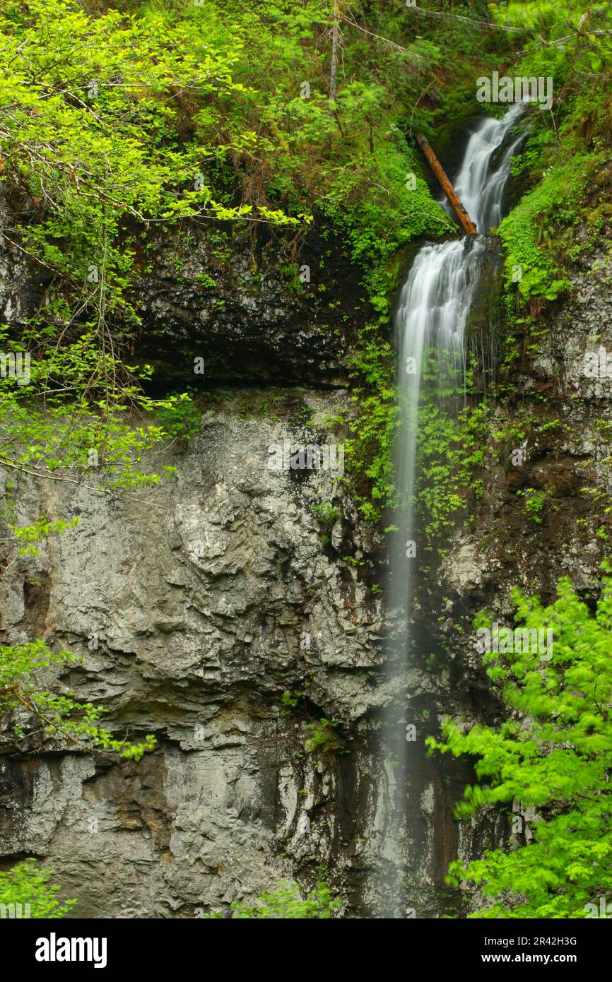 Niagara Falls from Niagara Falls Trail, Siuslaw National Forest, Oregon Stock Photo