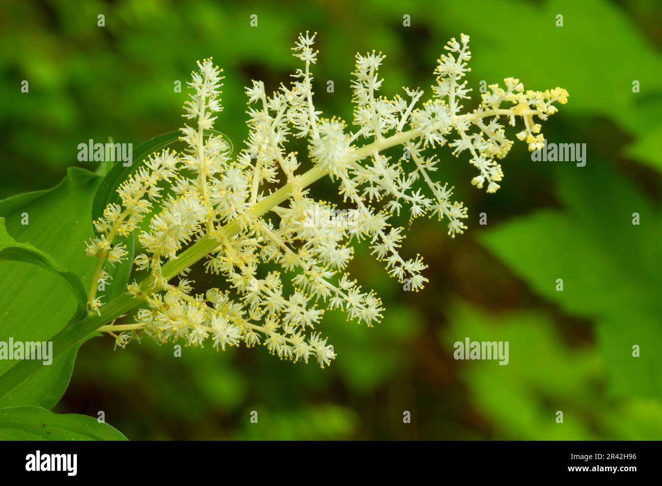 Plumed Solomon's seal (Maianthemum racemosum), Siuslaw National Forest, Oregon Stock Photo