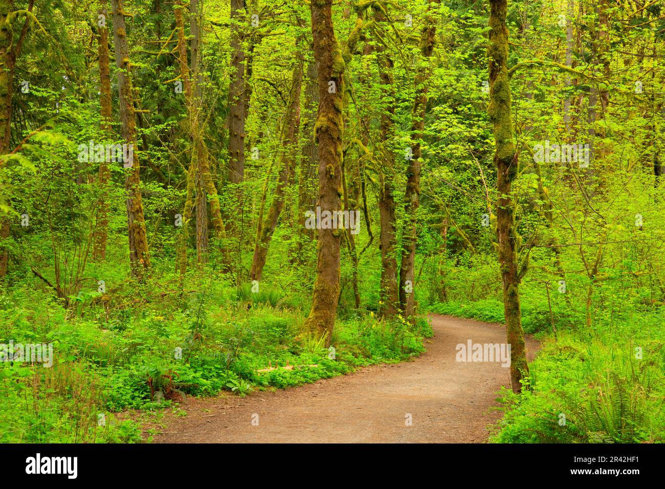 Forest hiking trail, Tryon Creek State Park, Portland, Oregon Stock Photo
