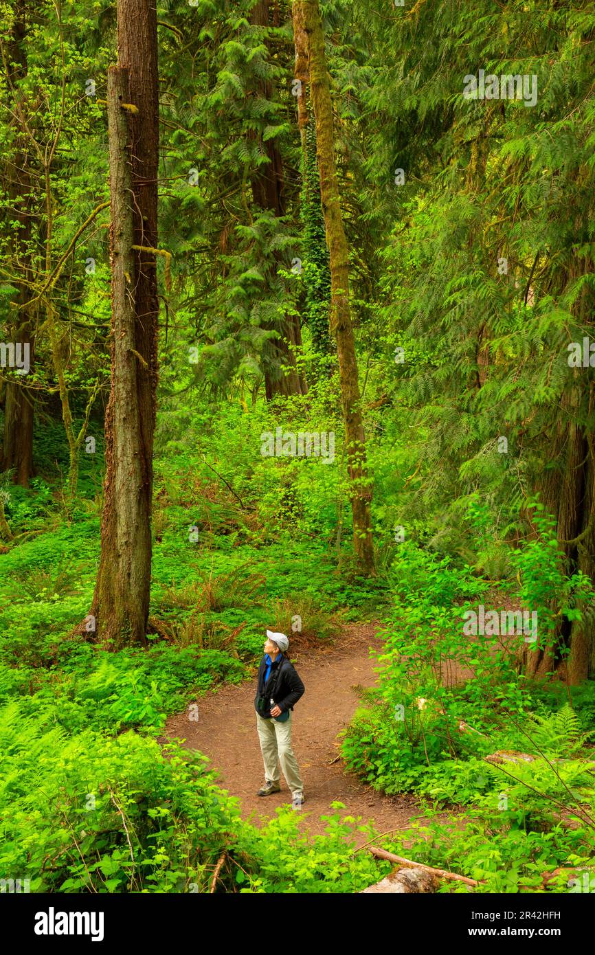 Forest hiking trail, Tryon Creek State Park, Portland, Oregon Stock Photo