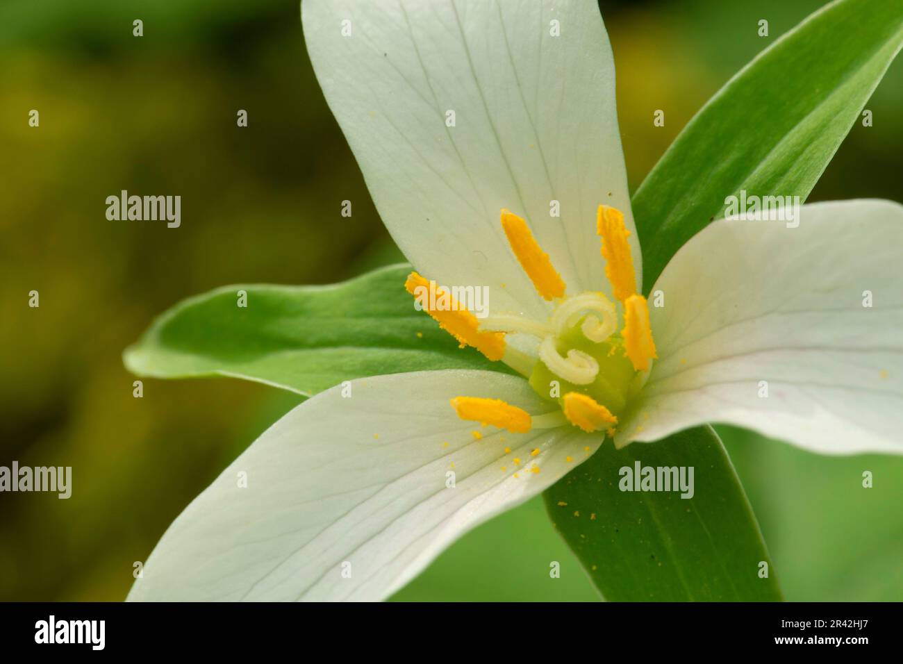 Western trillium (Trillium ovatum), Tryon Creek State Park, Portland, Oregon Stock Photo