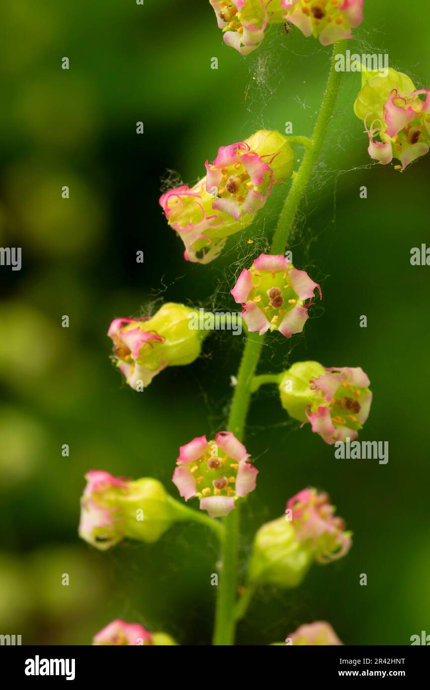 Fragrant fringecup (Tellima grandiflora), Willamette Mission State Park, Oregon Stock Photo