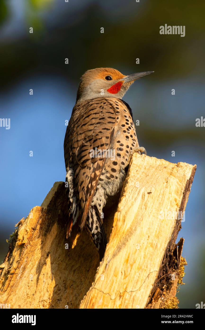 Northern flicker (Colaptes auratus), Aumsville Ponds County Park, Marion County, Oregon Stock Photo