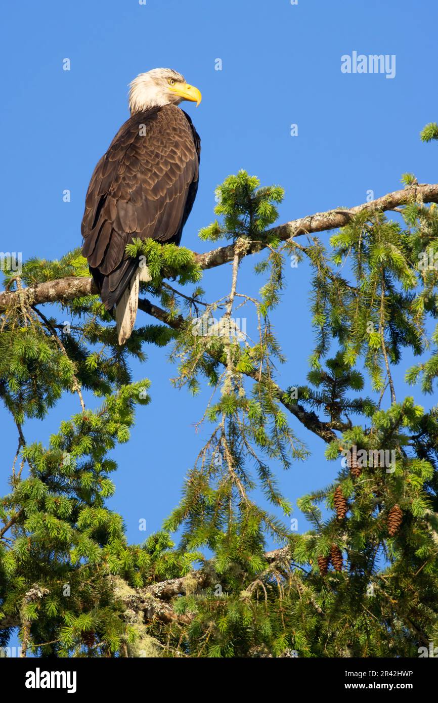 Bald eagle (Haliaeetus leucocephalus), Silverton Marine Park, Silverton, Oregon Stock Photo