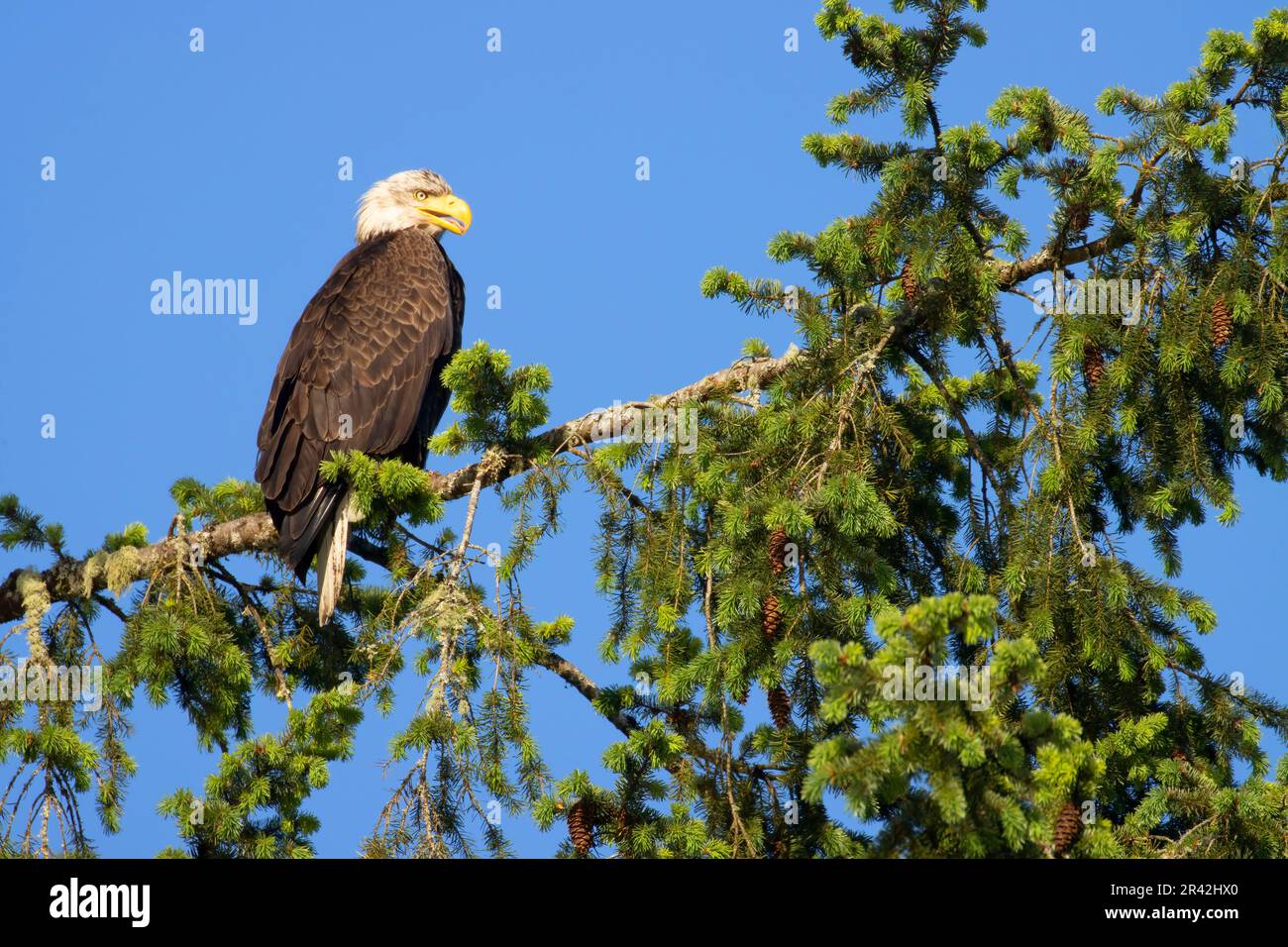 Bald eagle (Haliaeetus leucocephalus), Silverton Marine Park, Silverton, Oregon Stock Photo