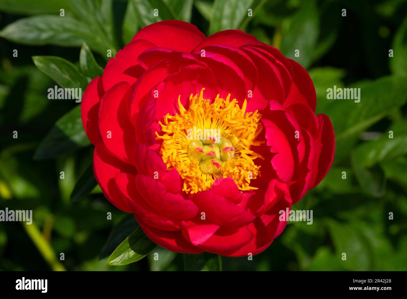 Raspberry Charm peony, Adelman Peony Garden, Brooks, Oregon Stock Photo