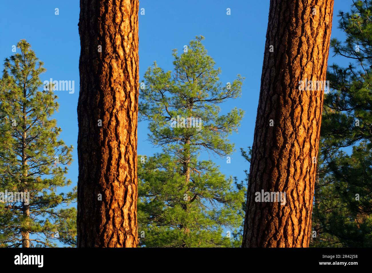 Ponderosa pine (Pinus ponderosa) at Cabin Lake, Deschutes National