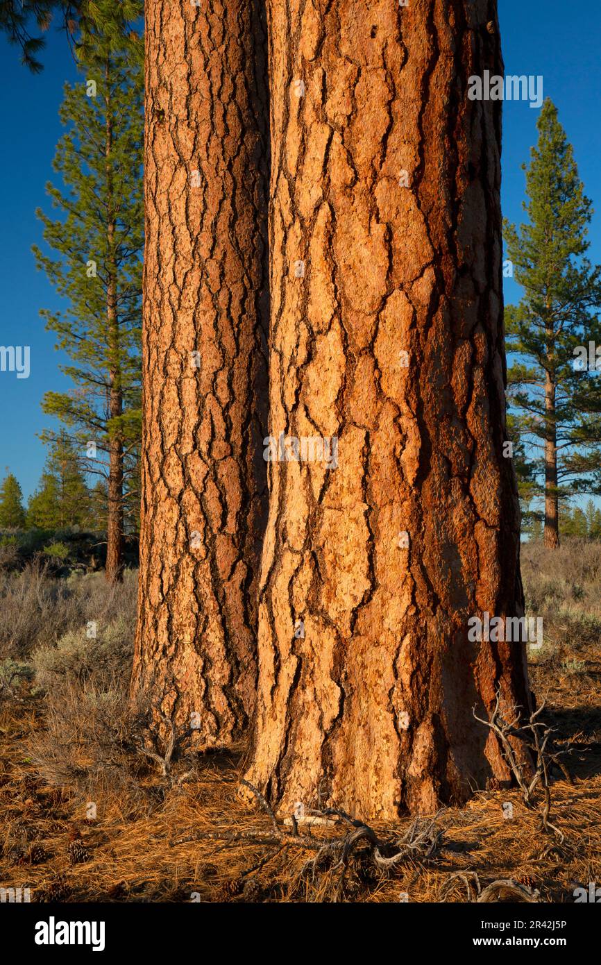 Old growth ponderosa trunks hi-res stock photography and images - Alamy