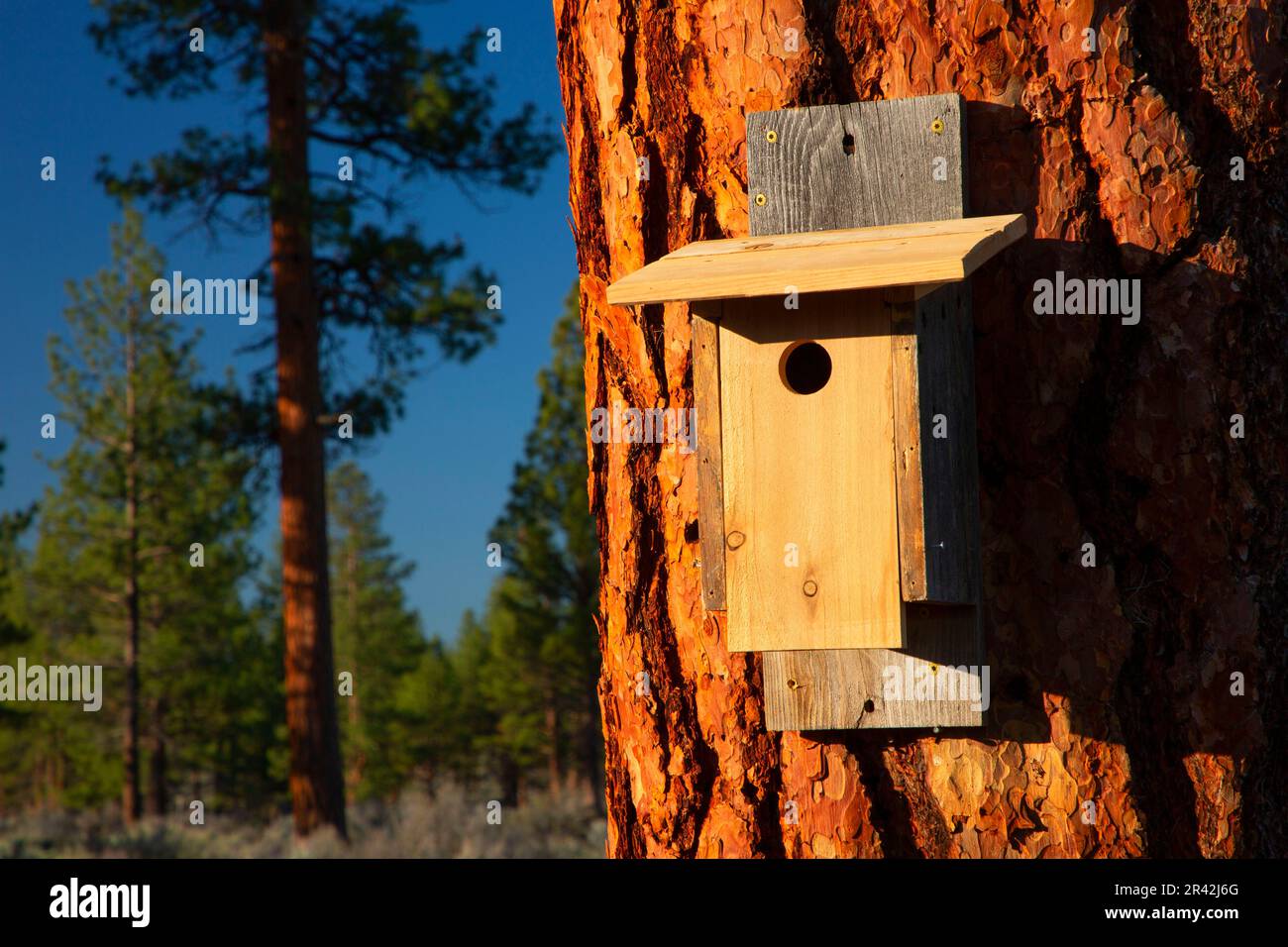 Birdbox on Ponderosa pine (Pinus ponderosa) at Cabin Lake, Deschutes National Forest, Oregon Stock Photo