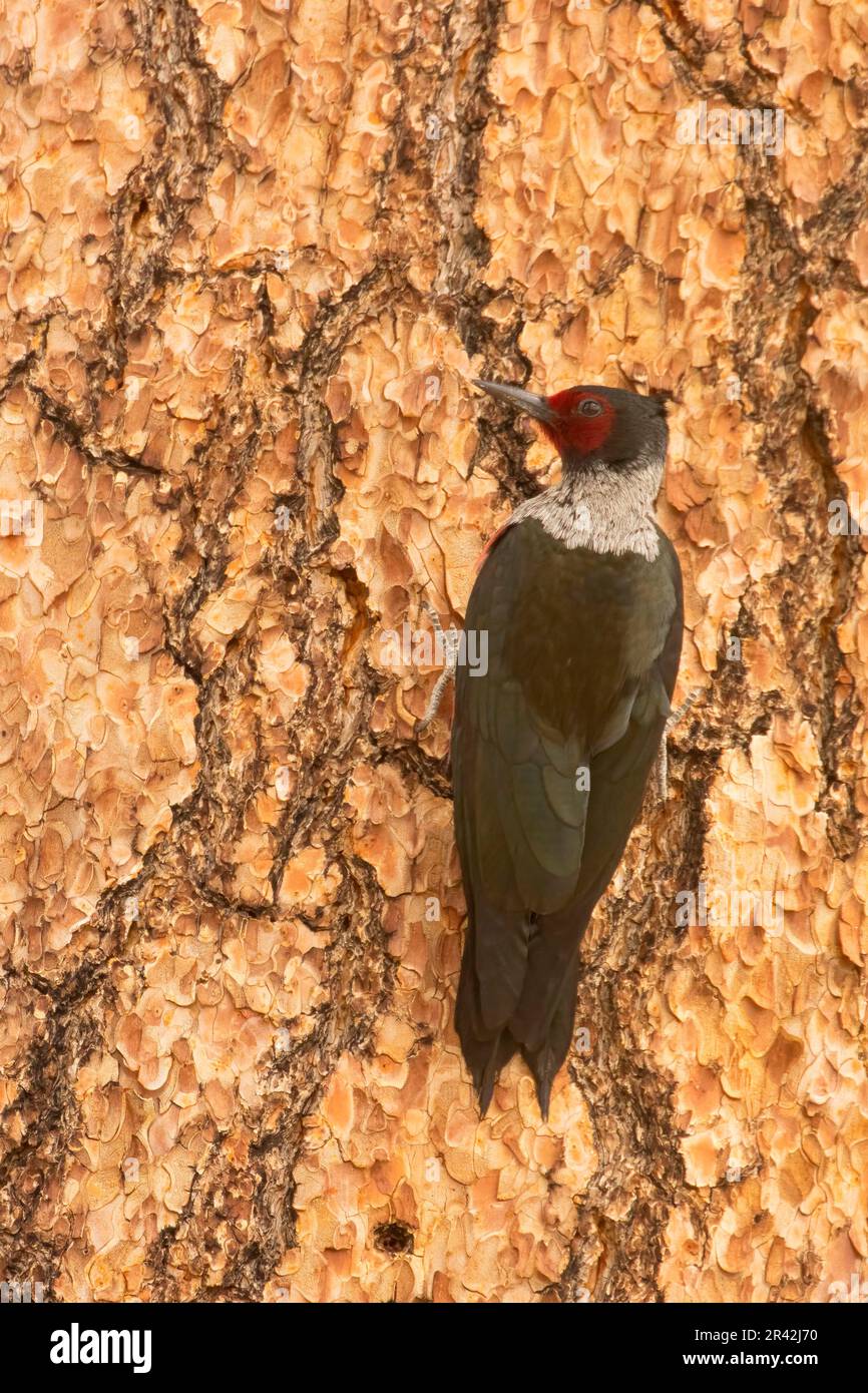 Lewis woodpecker (Melanerpes lewis), Cabin Lake Viewing Blind, Deschutes National Forest, Oregon Stock Photo