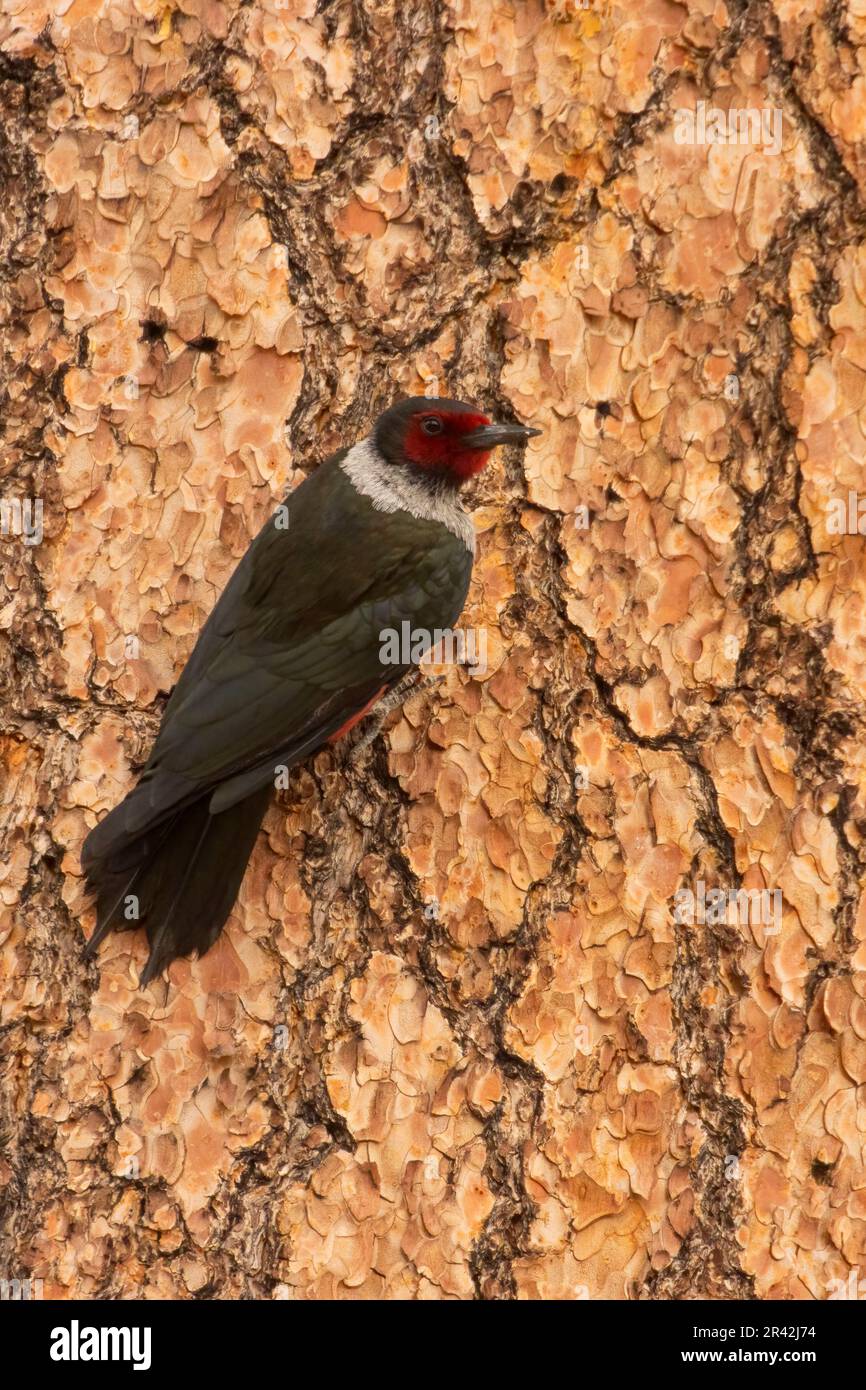 Lewis woodpecker (Melanerpes lewis), Cabin Lake Viewing Blind, Deschutes National Forest, Oregon Stock Photo