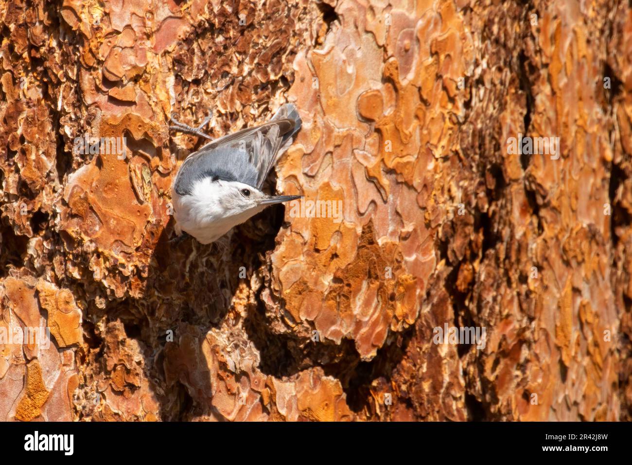 White-breasted Nuthatch (Sitta carolinensis), Cabin Lake Viewing Blind, Deschutes National Forest, Oregon Stock Photo