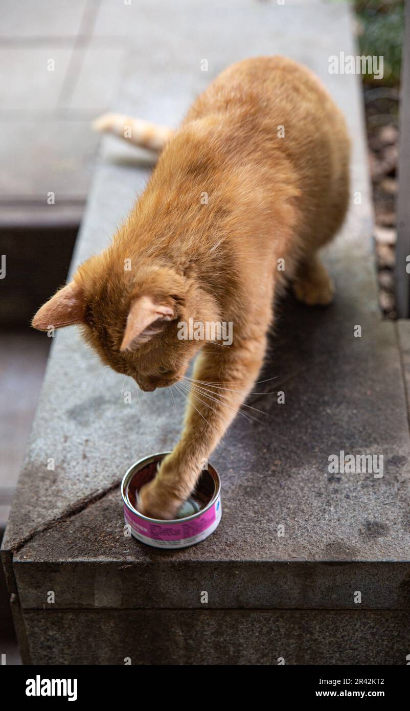 Cat using paw to eat with Stock Photo Alamy