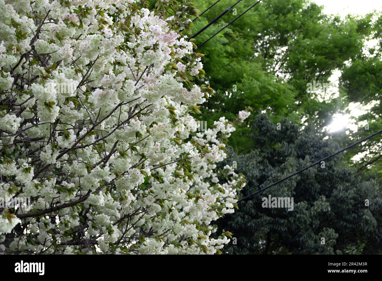 Ukon Cherry flowers swaying in the wind cloudy day Stock Photo