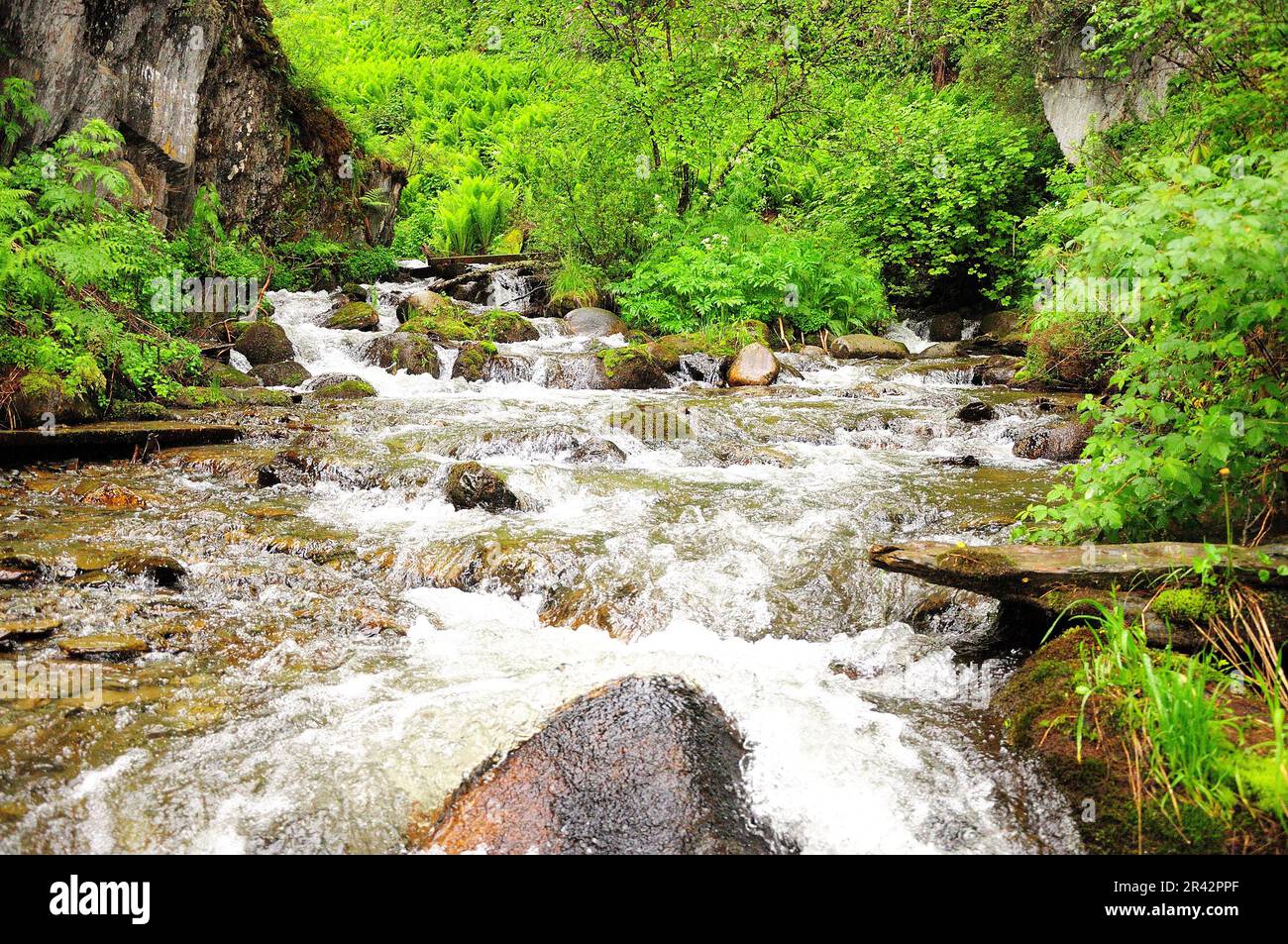 The rapid flow of a stormy river, bending around the stones, flows down from the mountains through the morning summer forest after rain. Estyuba river Stock Photo