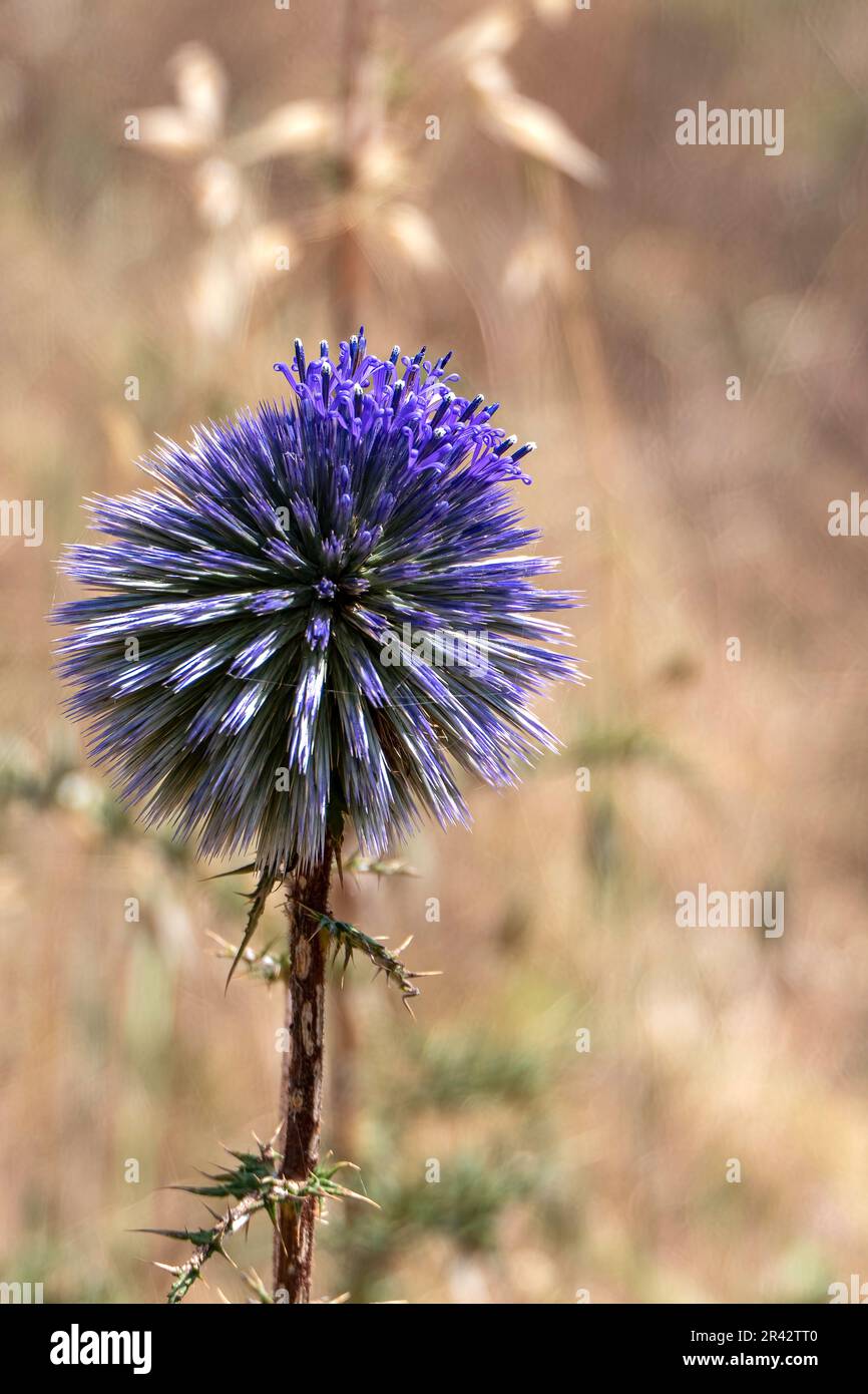 Violet Flower of echinops bannaticus blue globe thistle a member of the sunflower family. Selective focus. Blurred background Stock Photo