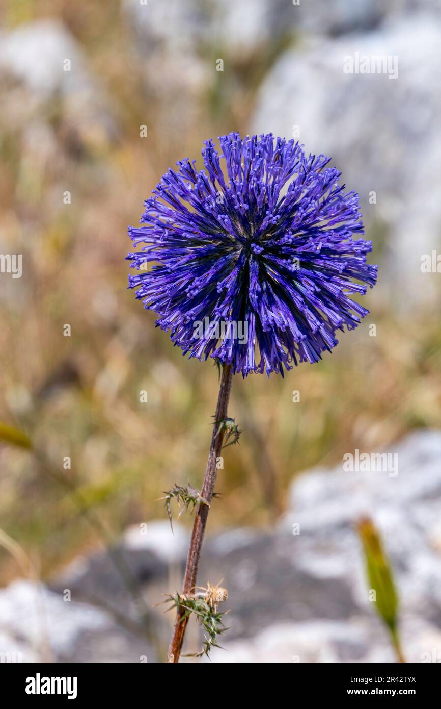 Violet Flower of echinops bannaticus blue globe thistle a member of the sunflower family. Selective focus. Blurred background Stock Photo