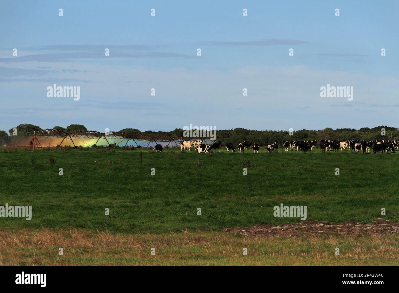 Cows in a field that is being watered by industrial sprinklers, Augusta,  Southwest Australia Stock Photo