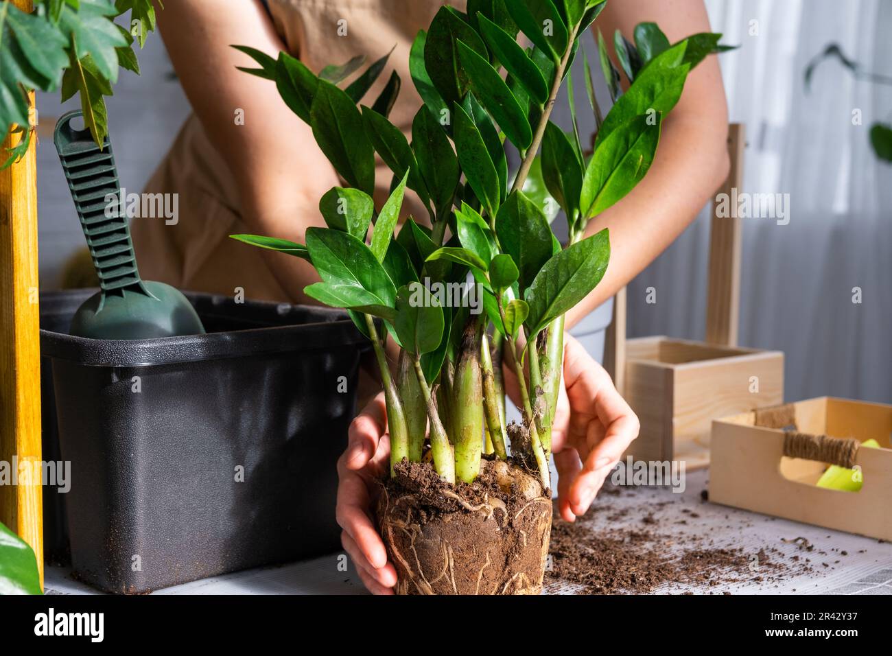 Repotting overgrown home plant succulent Zamioculcas with a lump of roots and bulb into new bigger pot. Caring for potted plant, hands of woman in apr Stock Photo