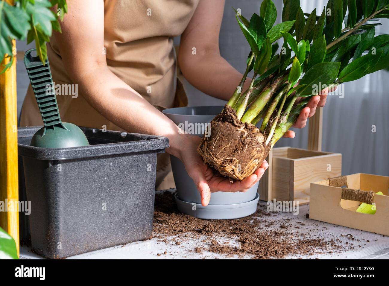 Repotting overgrown home plant succulent Zamioculcas with a lump of roots and bulb into new bigger pot. Caring for potted plant, hands of woman in apr Stock Photo