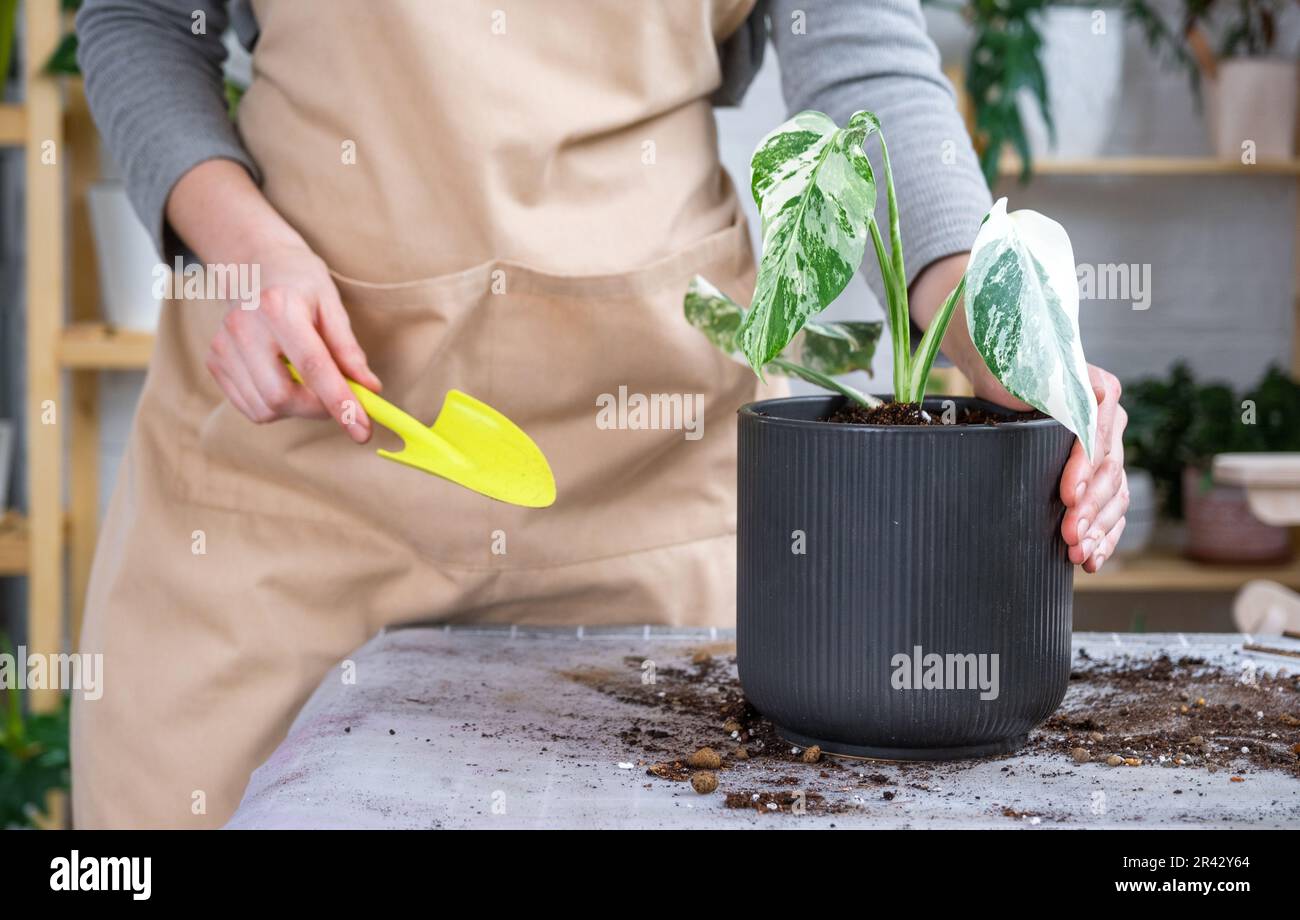 Repotting home plant monstera alba variegatny with a lump of roots into
