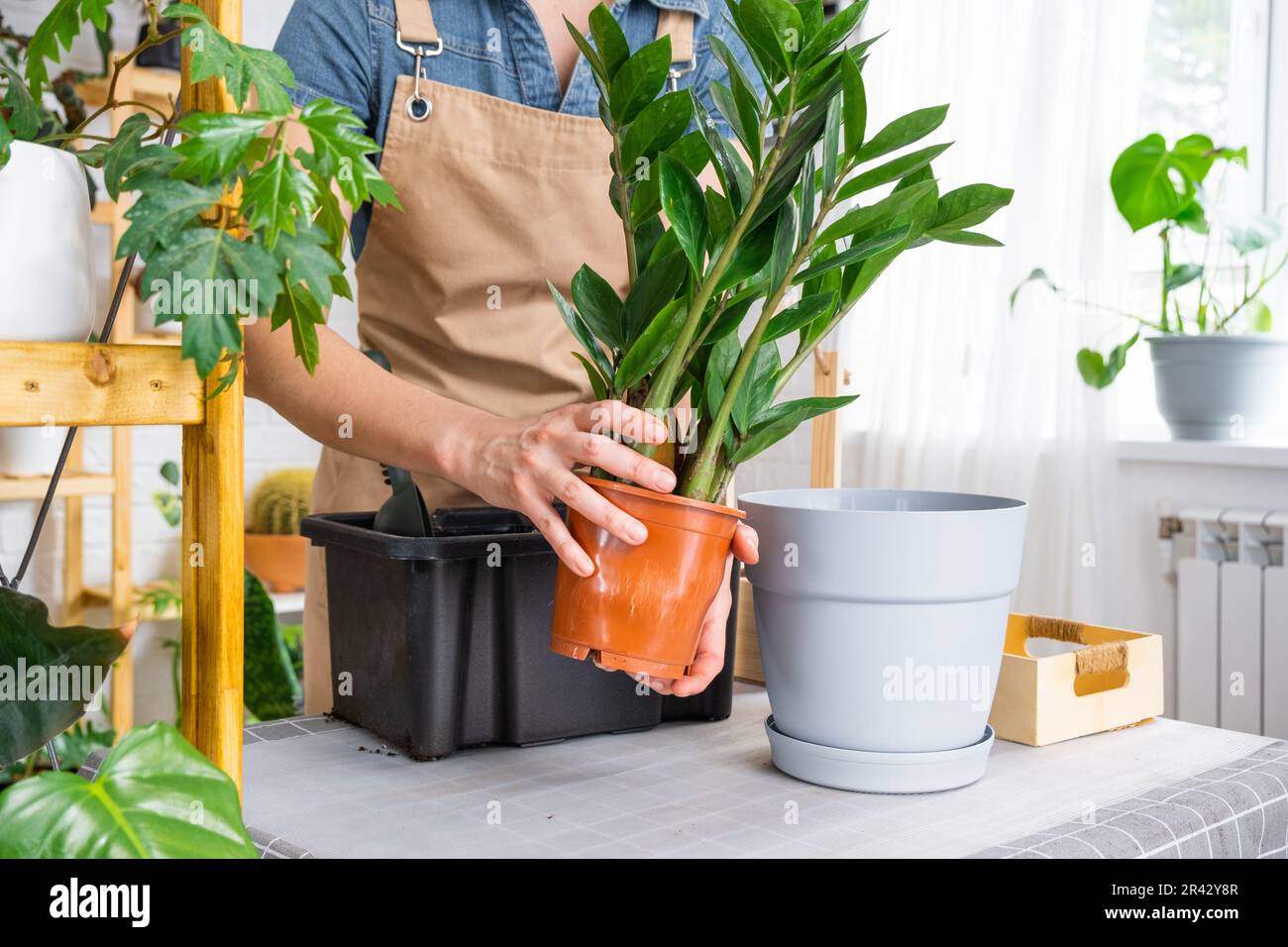 Repotting overgrown home plant succulent Zamioculcas  into new bigger pot. Caring for potted plant, hands of woman in apron, mock up Stock Photo