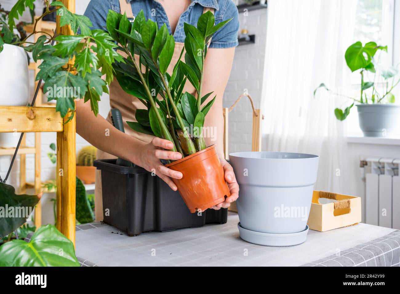 Repotting overgrown home plant succulent Zamioculcas  into new bigger pot. Caring for potted plant, hands of woman in apron, mock up Stock Photo