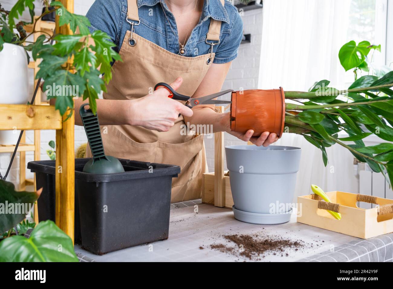 Repotting overgrown home plant succulent Zamioculcas into new bigger pot. Caring for potted plant, hands of woman cuts a small pot with scissors in ap Stock Photo