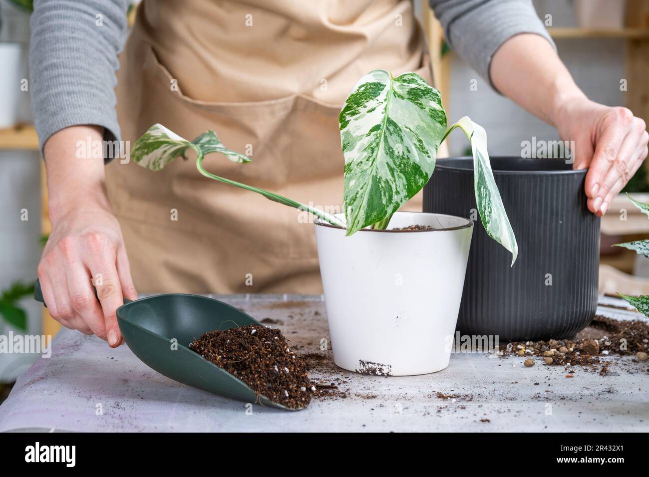 Repotting home plant monstera alba variegatny with a lump of roots into