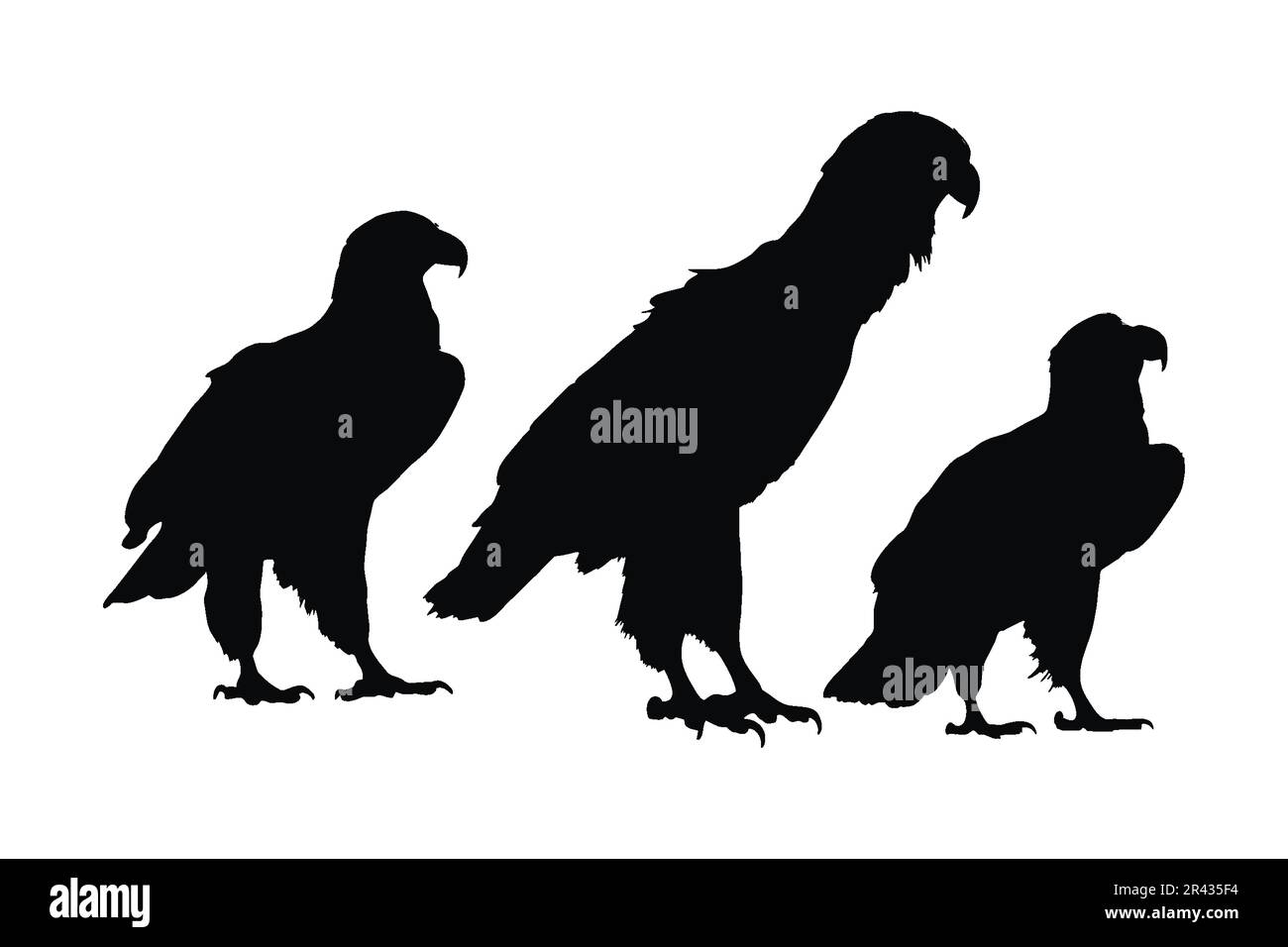 Wild eagle vector design on a white background. Falcon sitting
