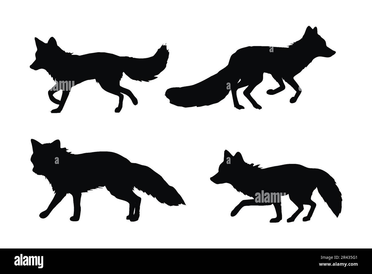 Foxes walking different positions, silhouette set vector. Adult fox silhouette collection on a white background. Carnivore animals like foxes, jackals Stock Vector