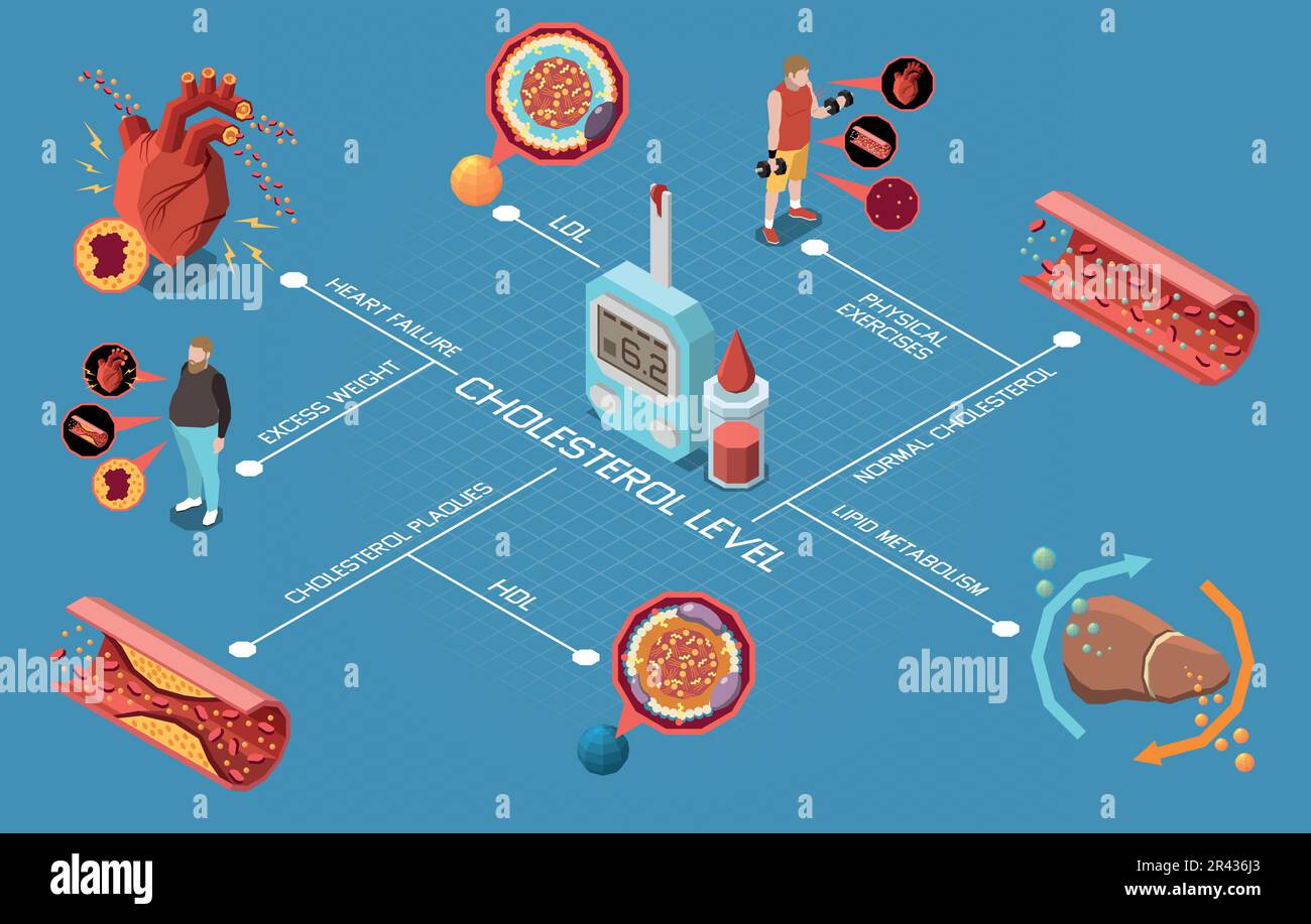 Cholesterol level flowchart with good and bad fat tests vector illustration Stock Vector Image