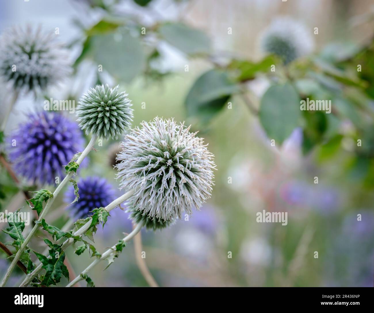 Close up of Echinops or globe thistle, flowering plant with blurred background. Stock Photo