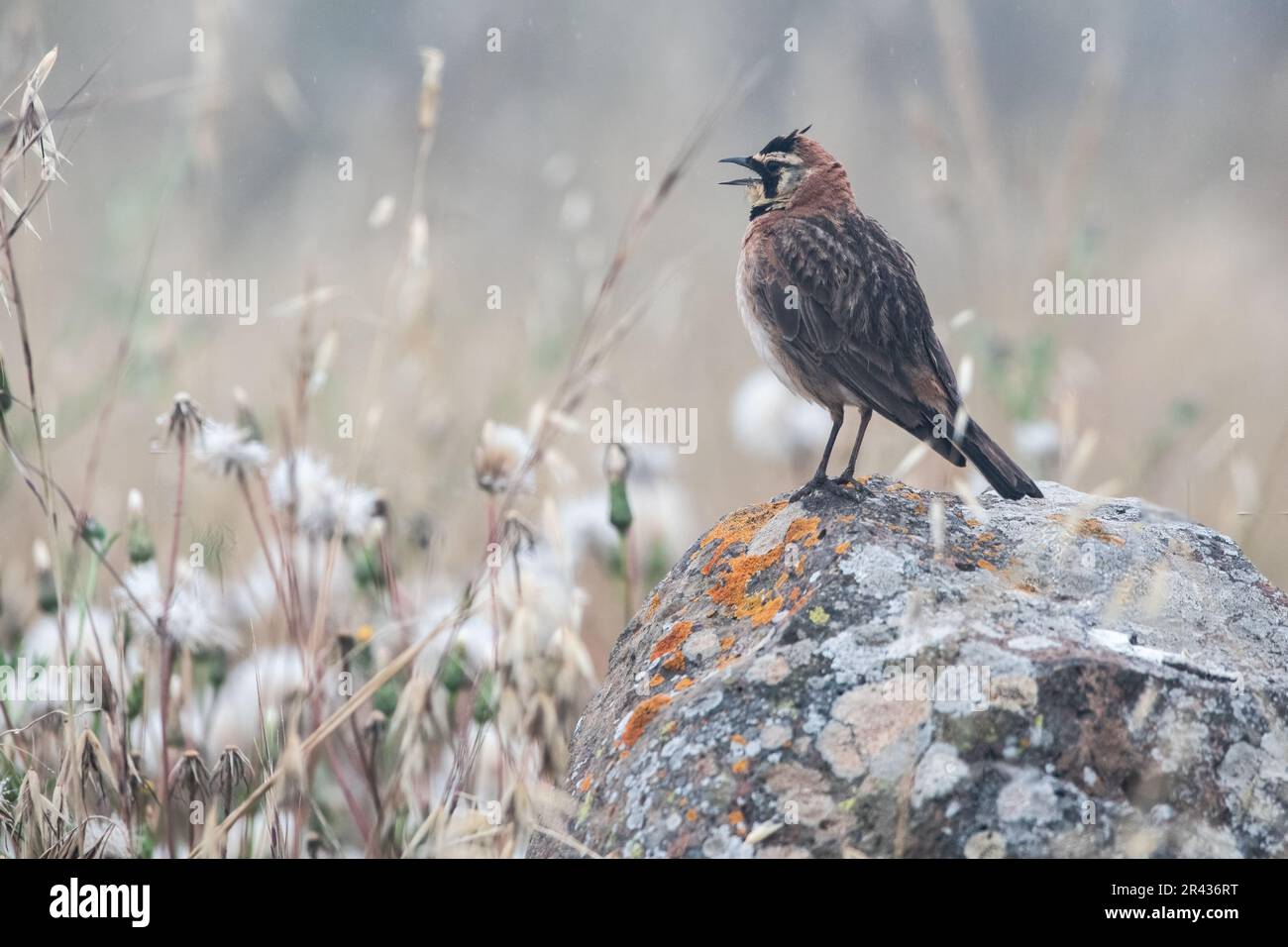The island horned lark, Eremophila alpestris insularis, a subspecies of bird endemic to Channel islands National Park in California, USA. Stock Photo