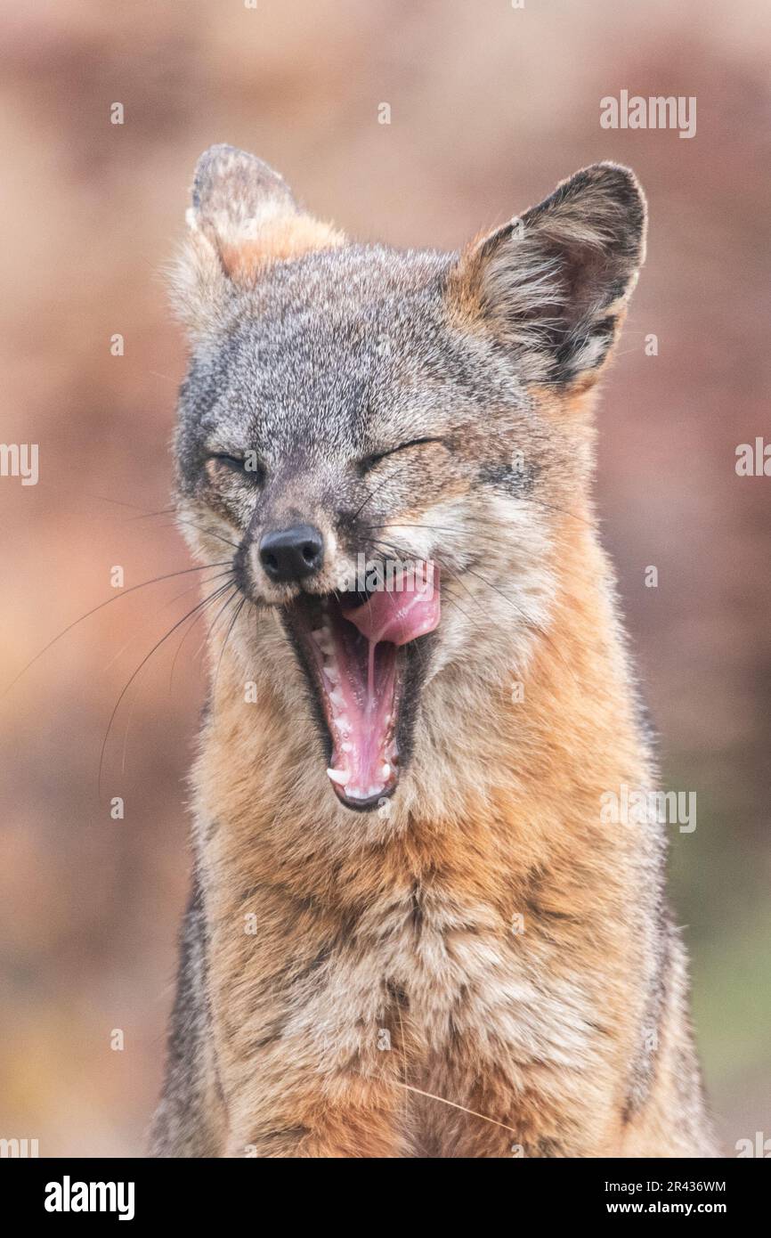 island fox (Urocyon littoralis) yawning on Santa Cruz island, Channel islands National Park, California, USA. Stock Photo