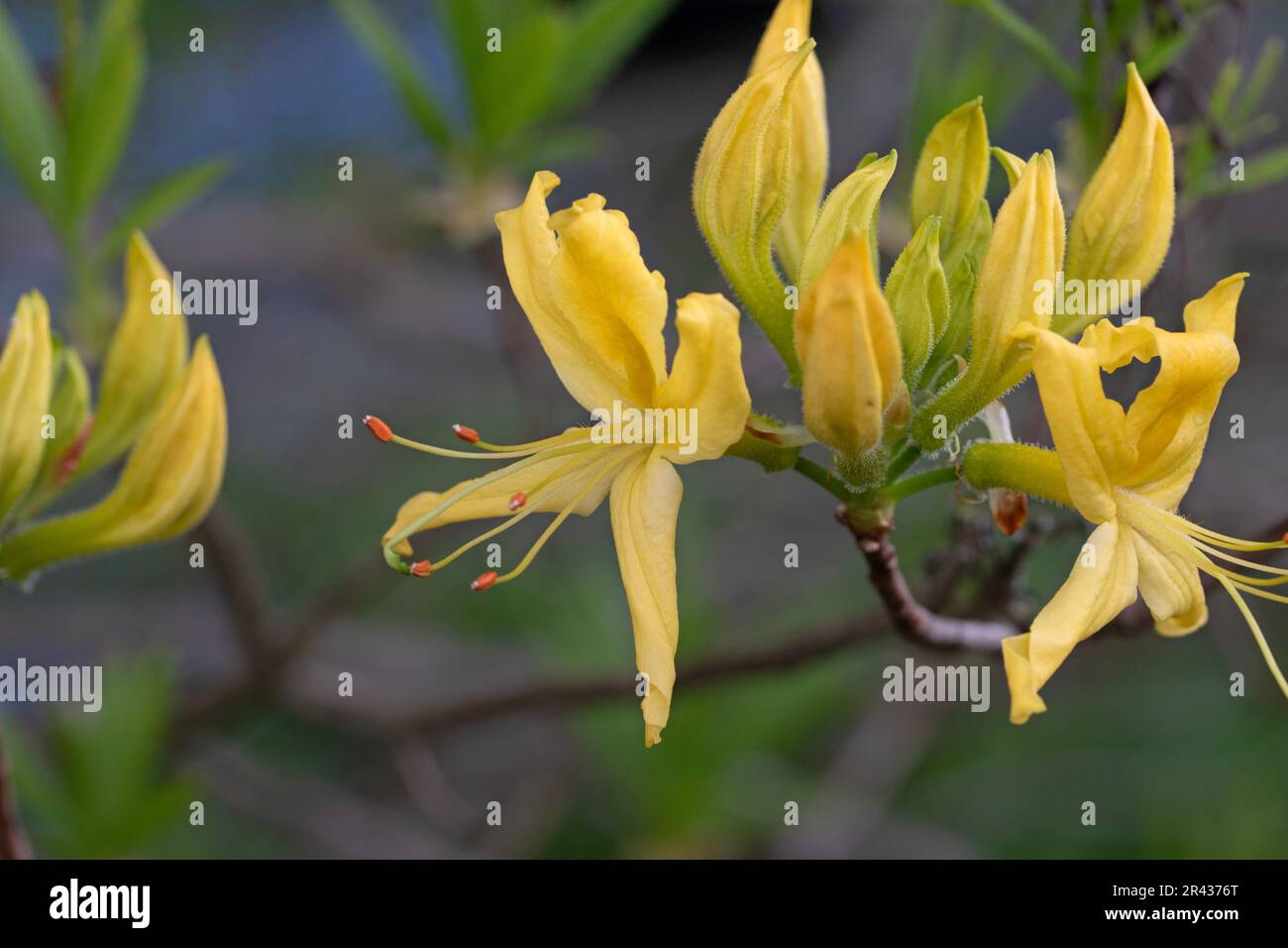 Close up macro image of azalea flowers. Rhododendron calendulaceum Stock Photo