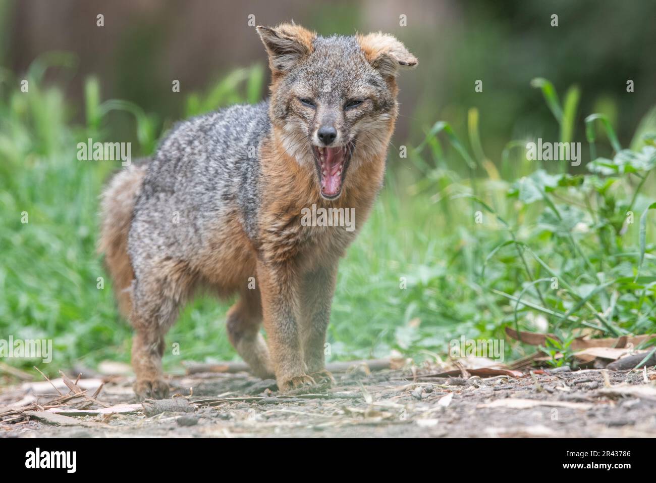 island fox (Urocyon littoralis) yawning on Santa Cruz island, Channel islands National Park, California, USA. Stock Photo