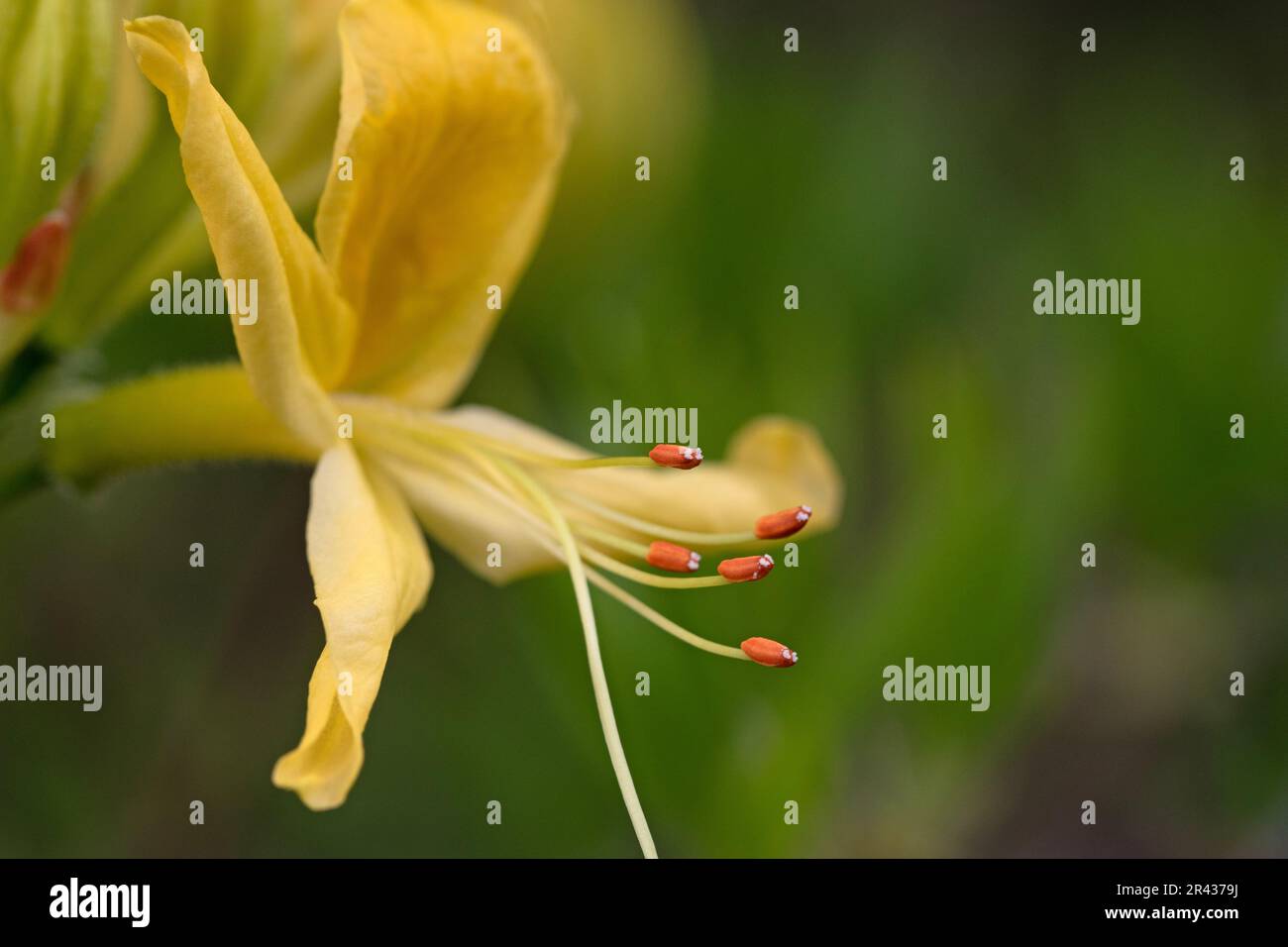 Close up macro image of azalea flowers. Rhododendron calendulaceum Stock Photo