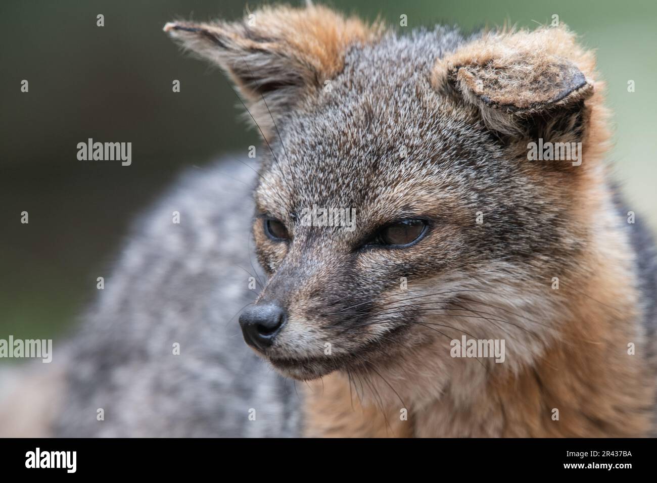 Close up portrait of an island fox (Urocyon littoralis) on Santa Cruz island, Channel islands National Park, California, USA. Stock Photo