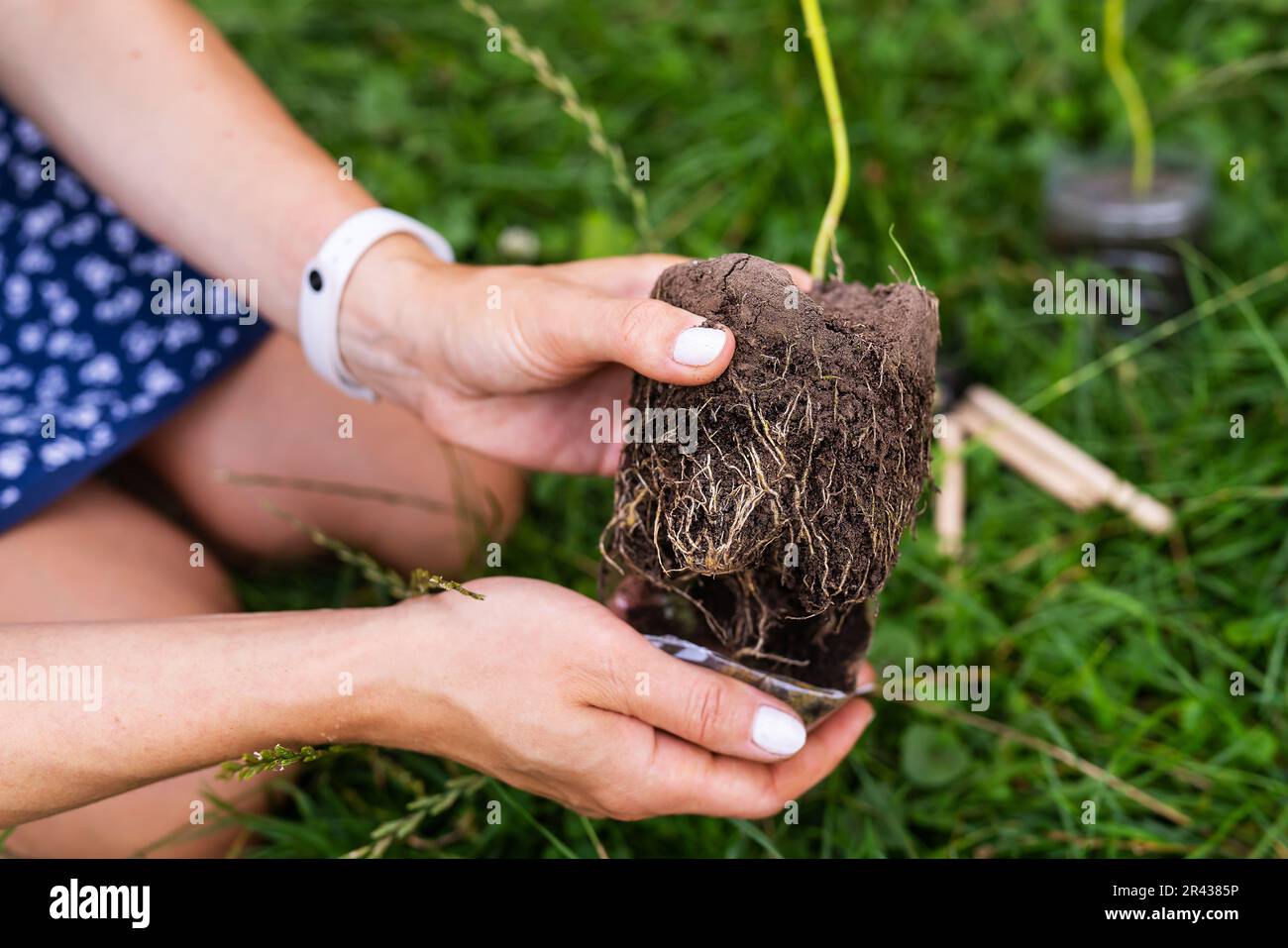 The process of planting paulownia, the root system in the hands of the  gardener. Young green paulownia tree, breeding flowering trees by a  gardener Stock Photo - Alamy
